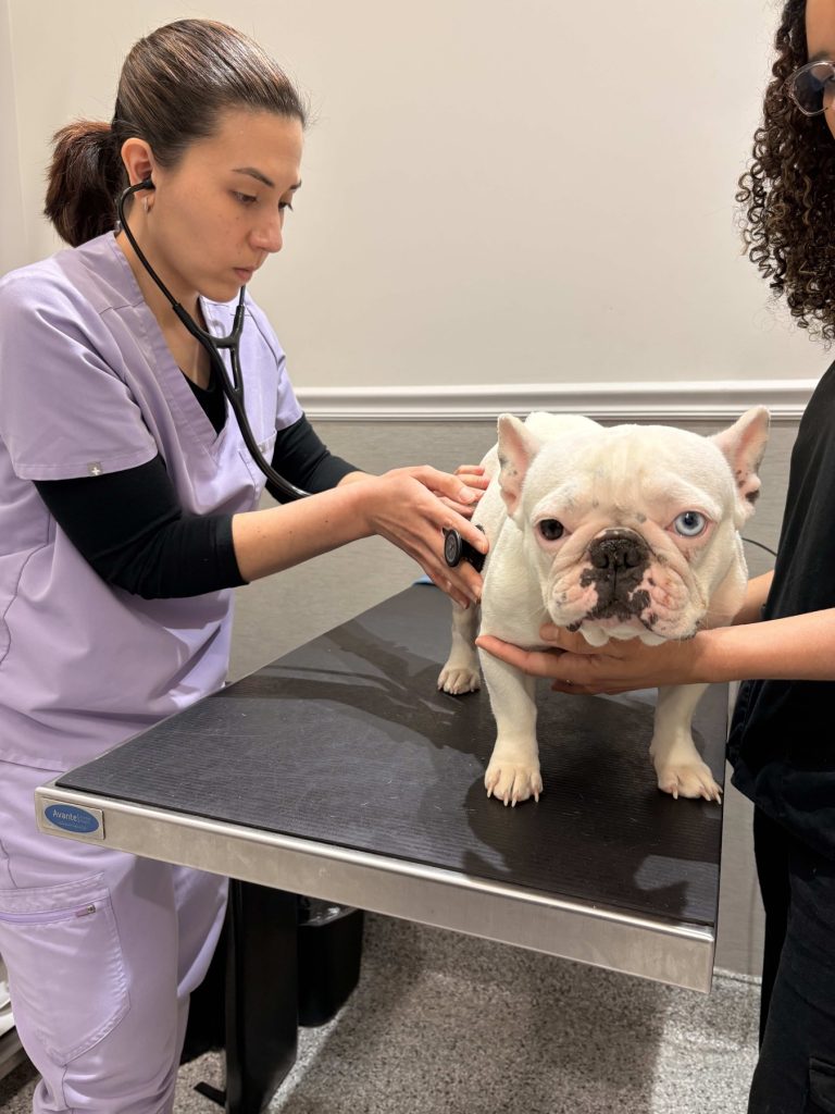 Alimentation crue pour chiens : ce qu'il faut vérifier avant de se lancer