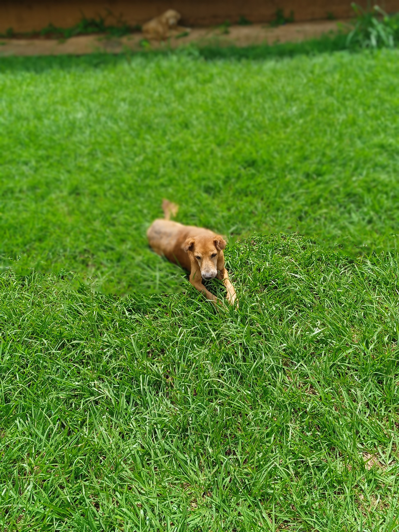 chien en bonne santé courant dans l'herbe, à surveiller pendant une transition alimentaire