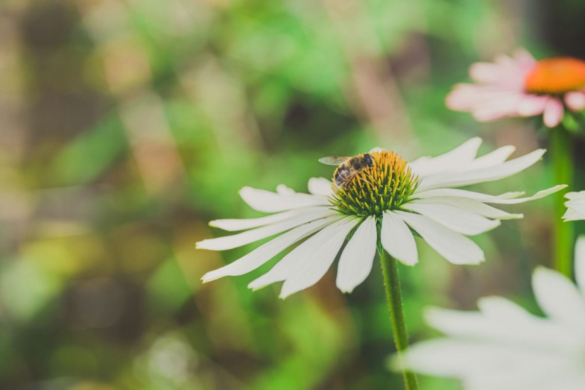 Plantes pour favoriser les abeilles au jardin