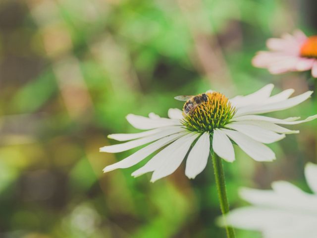 Plantes pour favoriser les abeilles au jardin