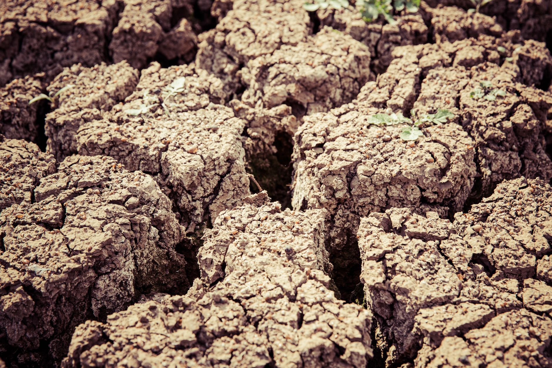 Depuis plusieurs mois, la sécheresse menace l'avenir agricole du pays de Léon