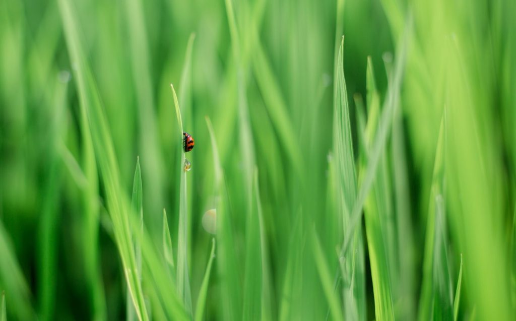 Entretien de la pelouse sans pesticide