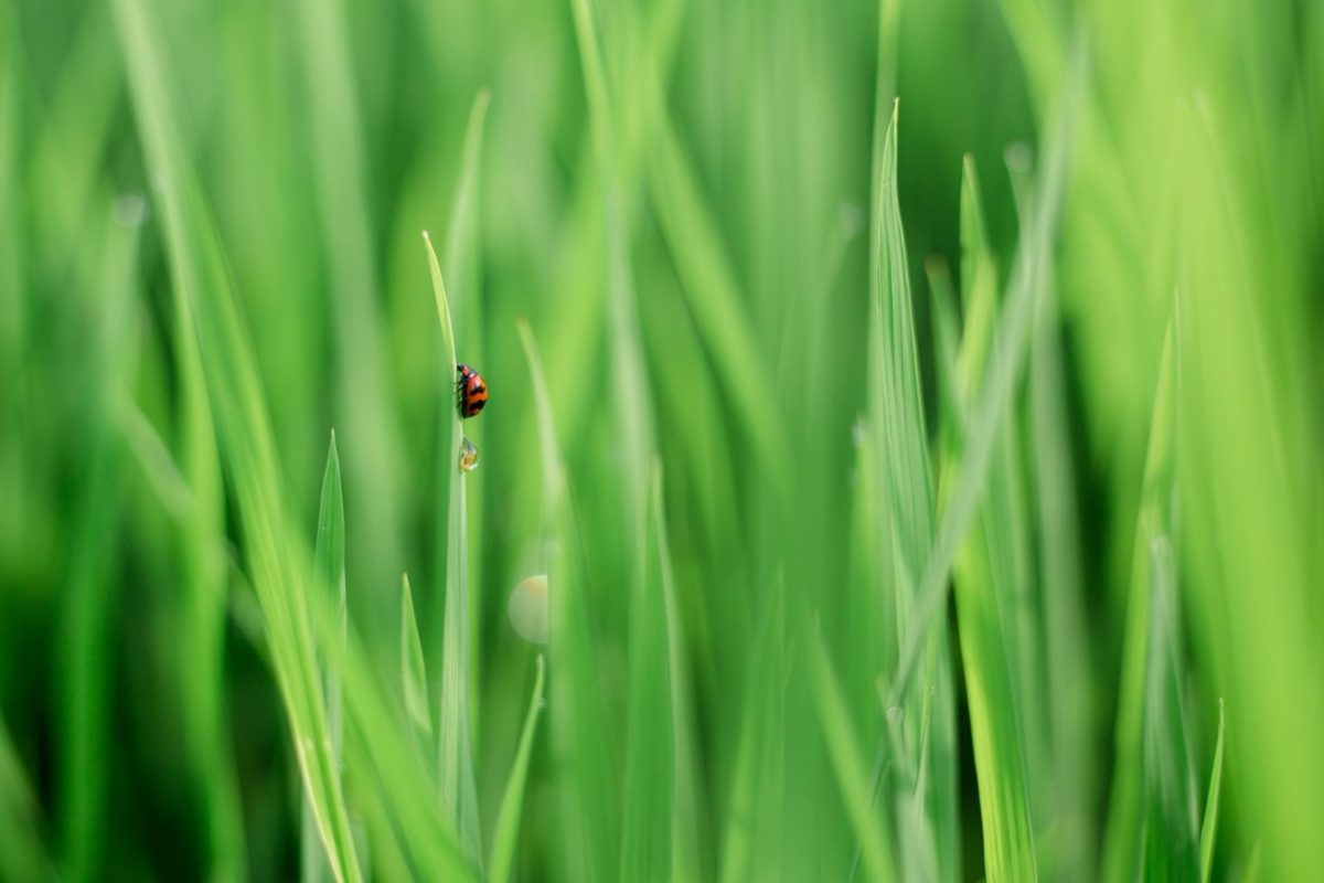 Entretien de la pelouse sans pesticide