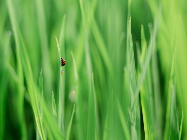 Entretien de la pelouse sans pesticide