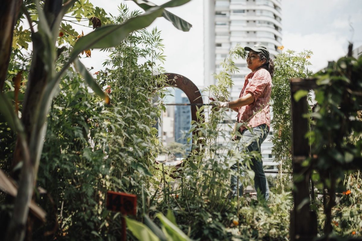 Guide pour lancer un potager collectif en ville