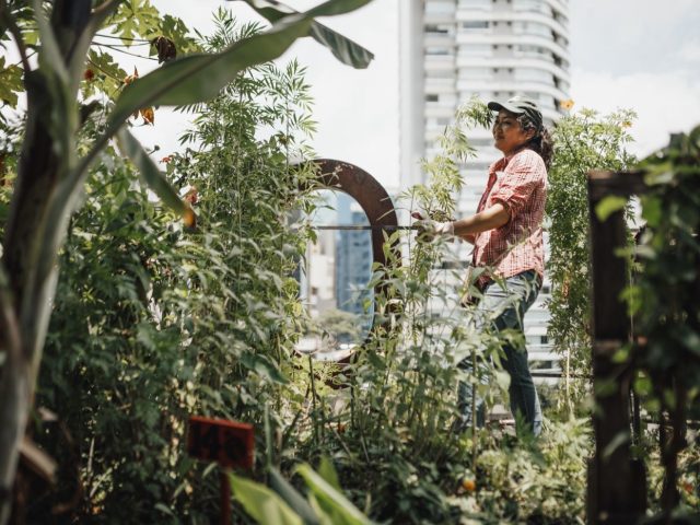Guide pour lancer un potager collectif en ville