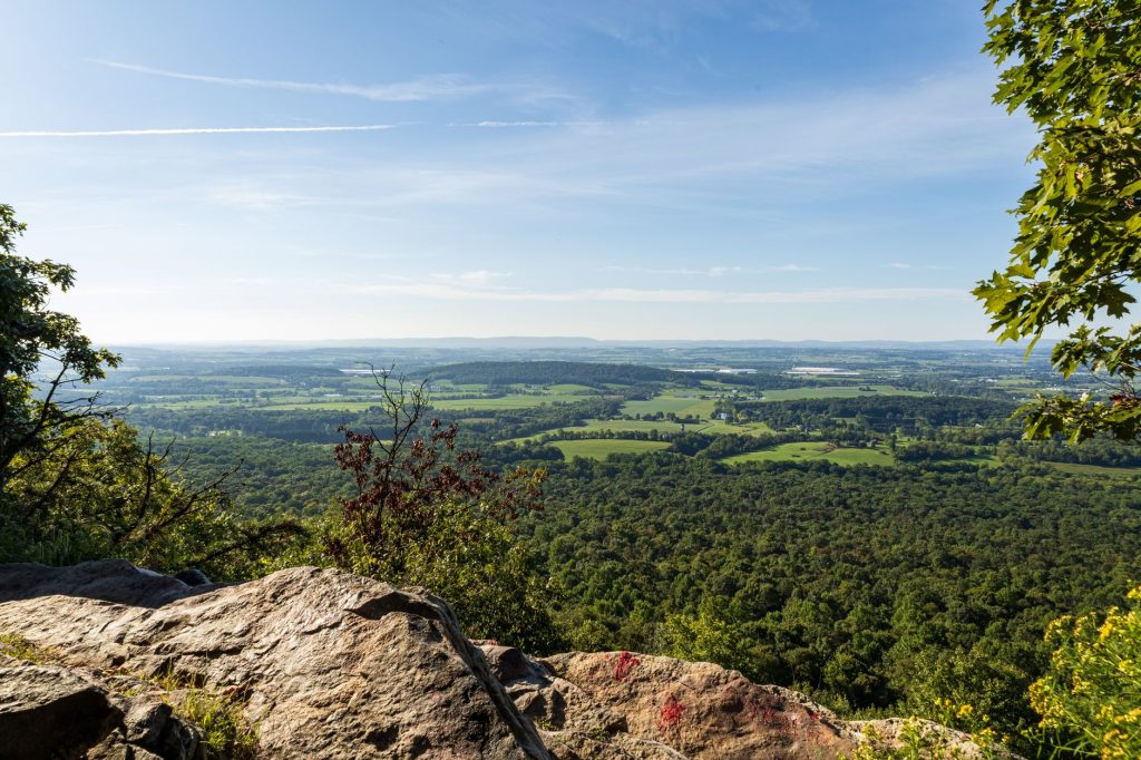 Les forêts françaises voient leur capacité à stocker du CO₂ diminuer