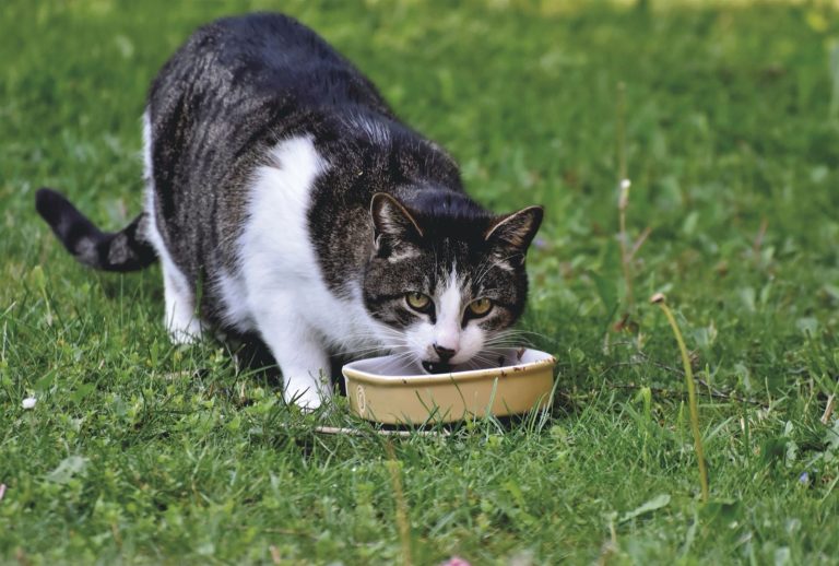 Alimentation crue pour chat : ce qu&rsquo;il faut savoir avant de commencer