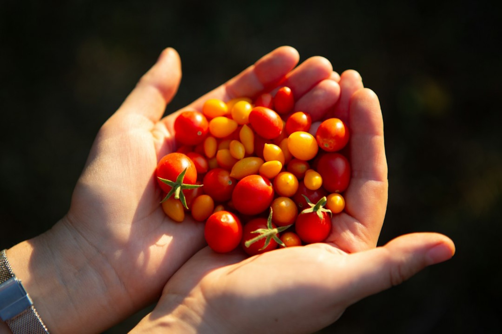 Des mains vérifient la fermeté et la maturité de tomates sur un étal de marché