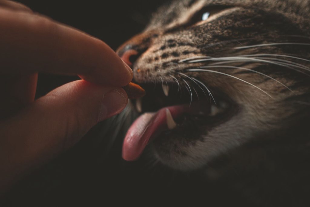 Garde d'animaux entre voisins : s'organiser dans le Léon
