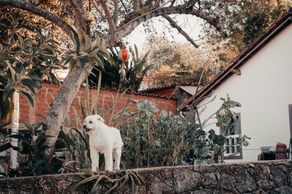 Faire garder son chien ou son chat dans le Léon, sans aller loin