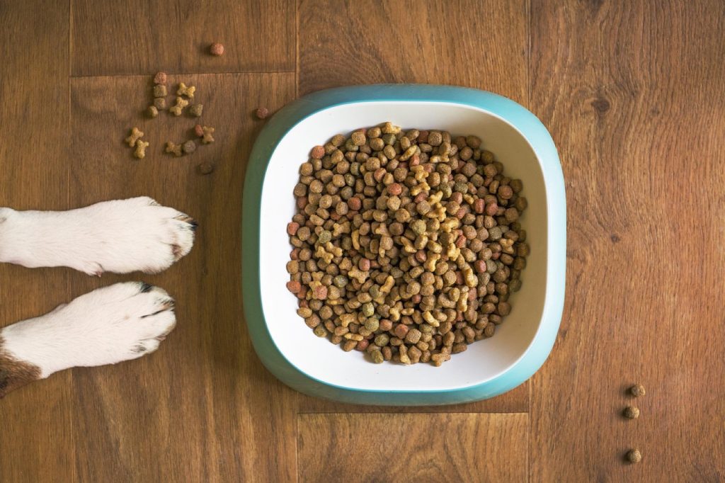 Nourrir son chien sainement sans se ruiner : nos repères