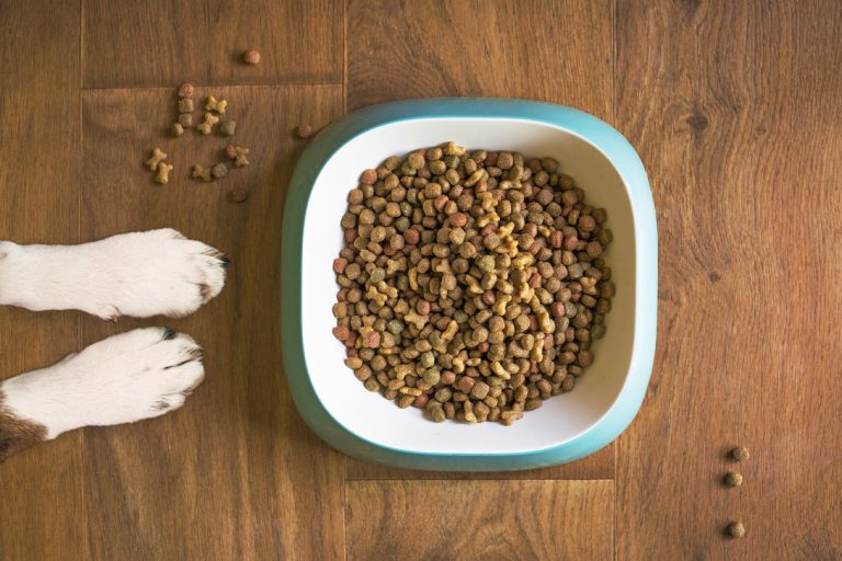 Nourrir son chien sainement sans se ruiner : nos repères