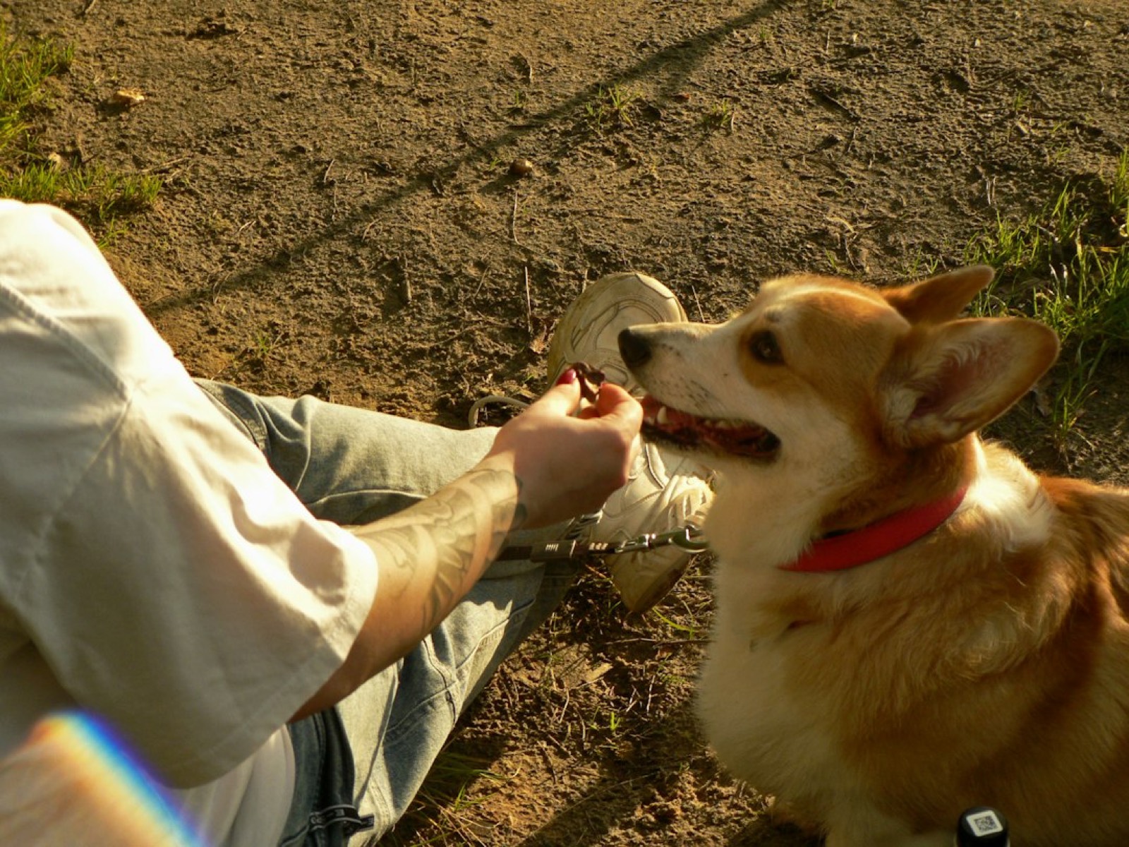 Propriétaire mesurant une dose de nourriture pour chien avec un doseur gradué