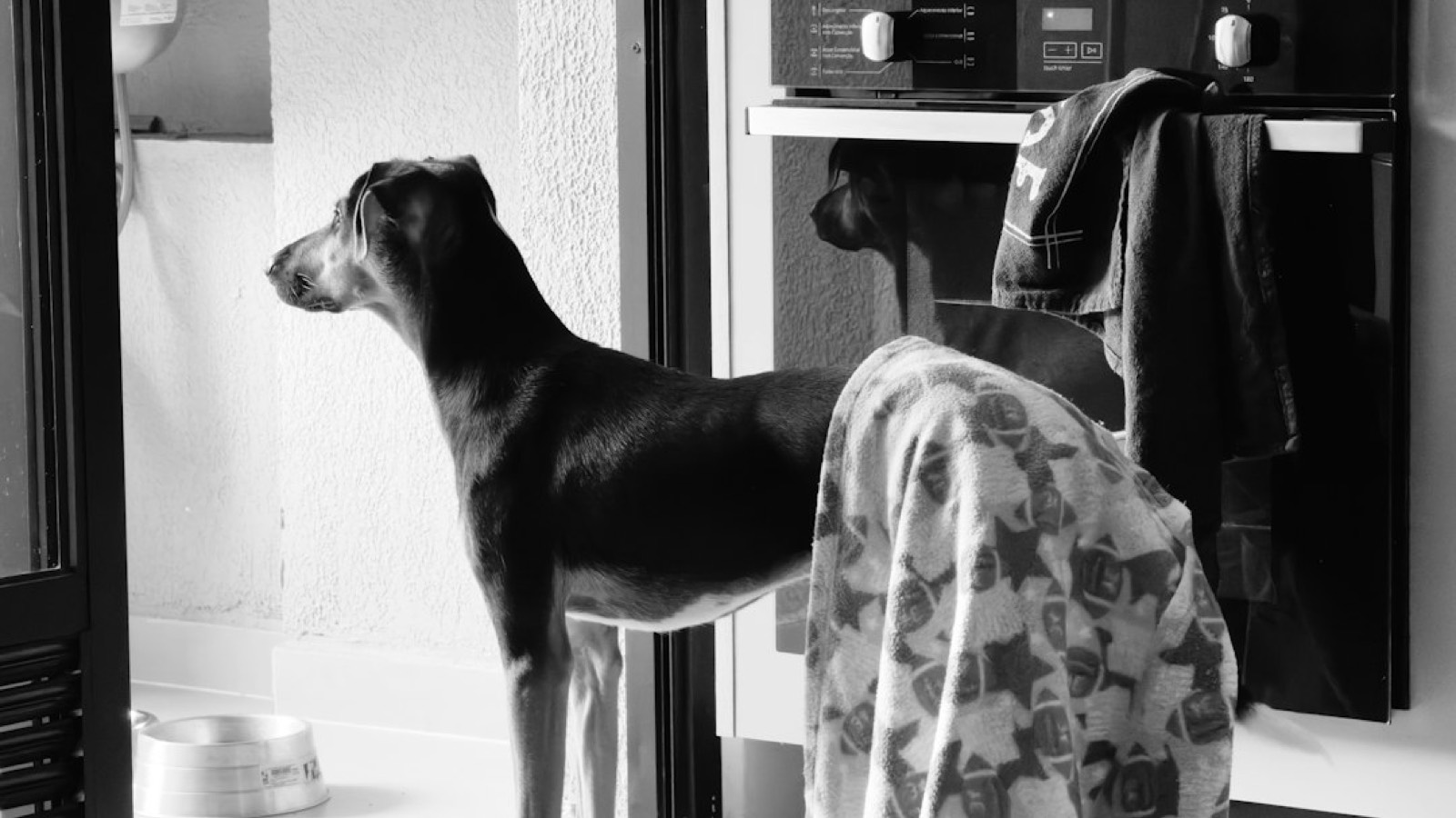 Balance de cuisine utilisée pour peser les portions d'une ration maison pour chien