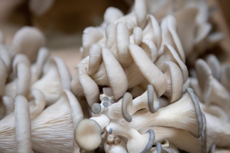 Explorez le monde fascinant des champignons à Saint-Pol-de-Léon