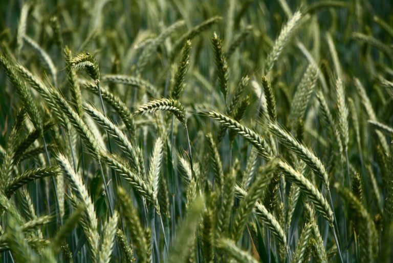 Glyphosate : un débat crucial se prépare à Saint-Pol-de-Léon